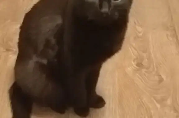 Пропала черная кошка, Малышева 18 к1