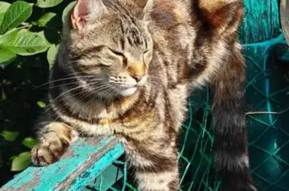 Пропала кошка, Калтан, Кемеровская обл.