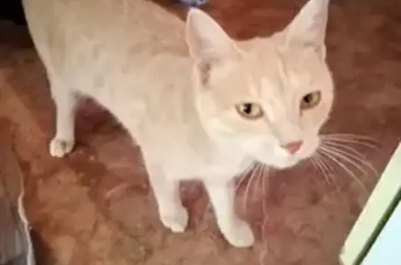 Кошки потеряшки, , фото: Потеряшка кошка в Иргели, Алматинская обл.