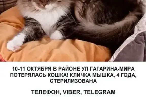 Кошки потеряшки, Гродно, фото: Потеряшка кошка, ул. Гагарина, 31, Гродно