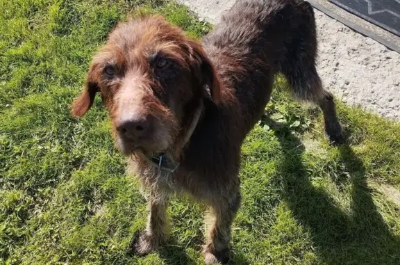 Пропала собака, Наумово-Речкуново