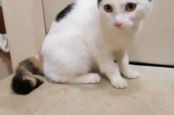 Кошка найдена на Томск-Северный МПС, 10