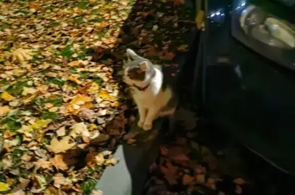 Кошка найдена: Сиреневый б-р, 42/22 к1