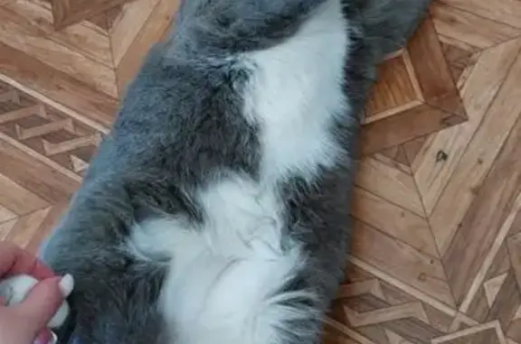 Кошки потеряшки, Кемерово, фото: Потеряшка кот, Октябрьский проспект, 82