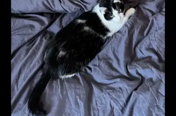 Пропала кошка, ул. Саака Партева 30, Ереван