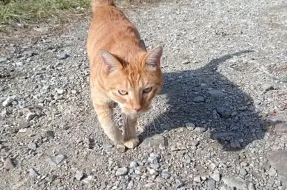 Найдена кошка, Уссурийск, фото: Кошка найдена: Попова 118, Уссурийск