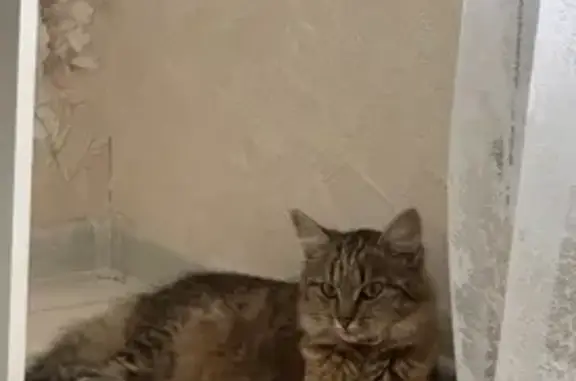 Кошки потеряшки, , фото: Потеряшка кошка, ул. Глинки, 5, Ижевск