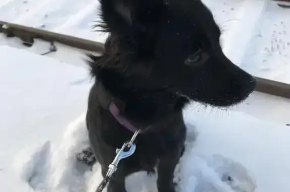 Собаки потеряшки, Владивосток, фото: Потеряшка черная собака, Жигура 20, Влд.