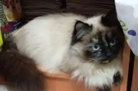 Пропала кошка, ул. Кикура, Полевской