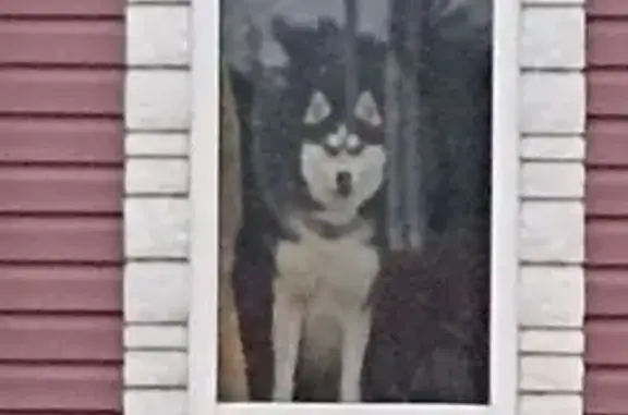 Пропала хаска, Дачная ул. 18, Рязань