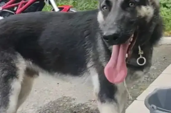 Пропала собака, СНТ Восход 2, Сливовая ул.