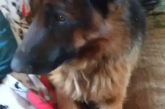 Найдена собака, , фото: Собака найдена в Чите, Забайкалье