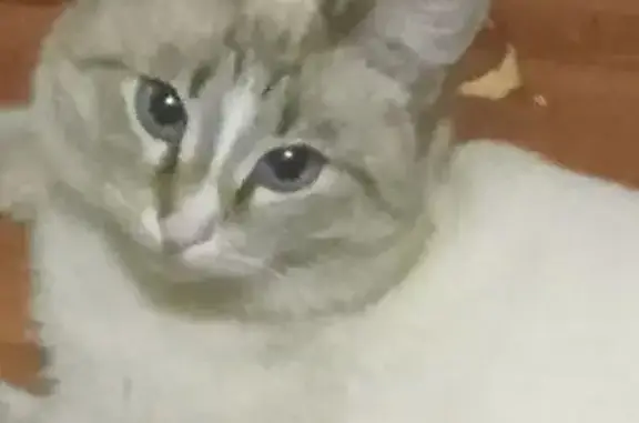 Пропала кошка, Ивановская ул., Кохма