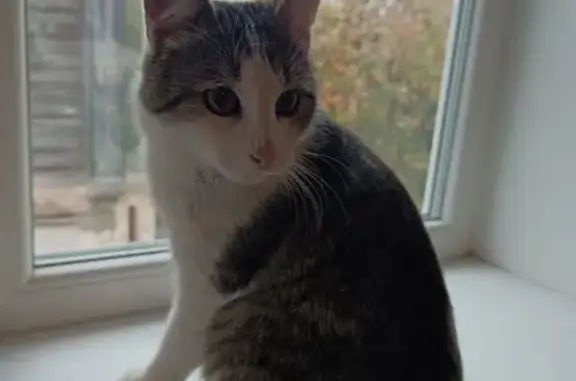 Кошка найдена у зоомагазина на Балакирева