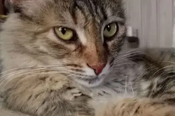 Кошки потеряшки, Таремское, фото: Потеряшка кошка, Центральная ул., Таремское