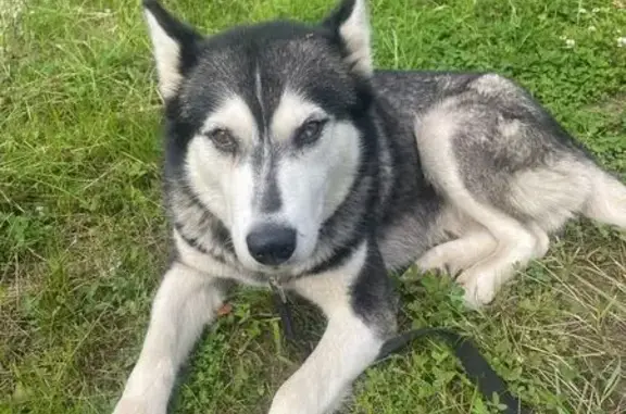 Найдена собака, Всеволодово, фото: Хаски найдена, Всеволодово, 60А