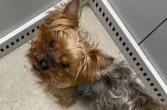 Пропала собака, б-р Туполева 14, Тольятти