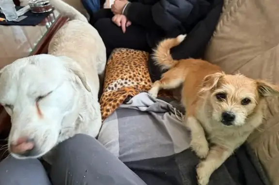 Найдены собаки, Центральная ул., Ивано-Казанский