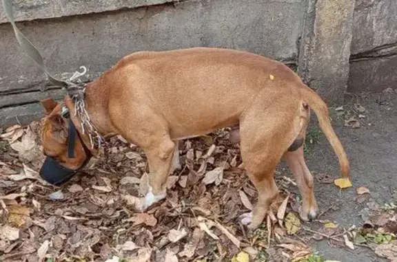 Найдена собака, Нижний Тагил, фото: Собака найдена на ул. Хохрякова, Н. Тагил
