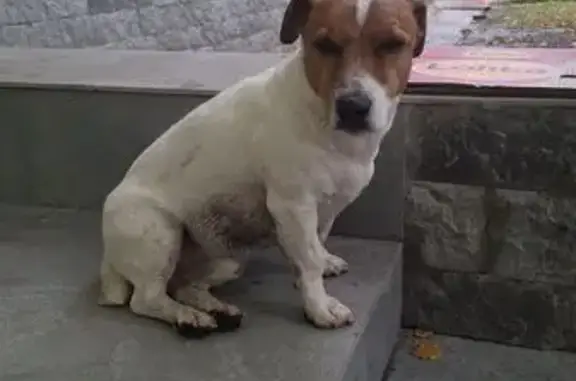 Собака найдена: ул. Корчагина 2/1, Москва