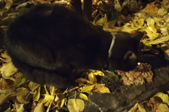 Кошка найдена: Одинцово, Можайское шоссе