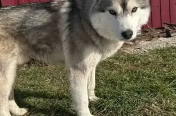 Барон найден в питомнике Екатеринбурга, Р-354