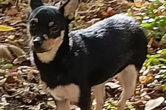 Найдена собака, ул. Зорге, 33/5, Ростов-на-Дону