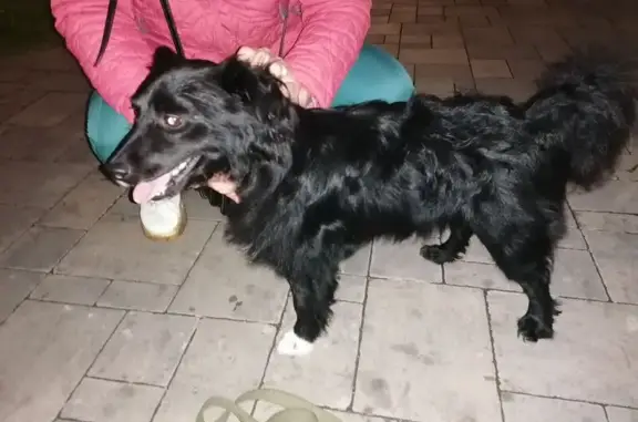 Собака найдена на 7-й Гвардейской, Волгоград