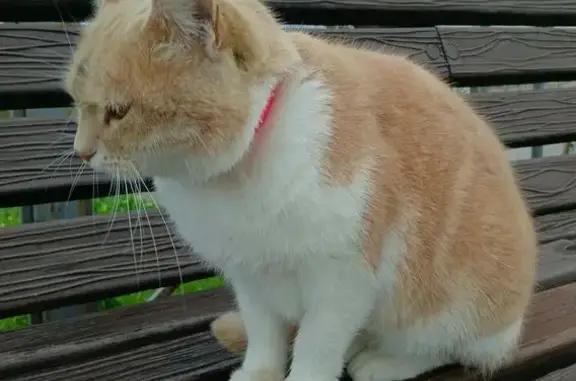 Найдена кошка, Севастополь, фото: Красивая кошка найдена: ул. Челюскинцев, 1