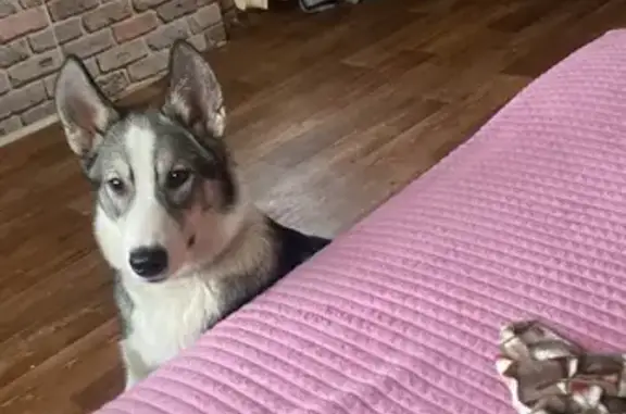 Найдена собака, Электросталь, фото: Собака найдена на Ленина 13, Электросталь