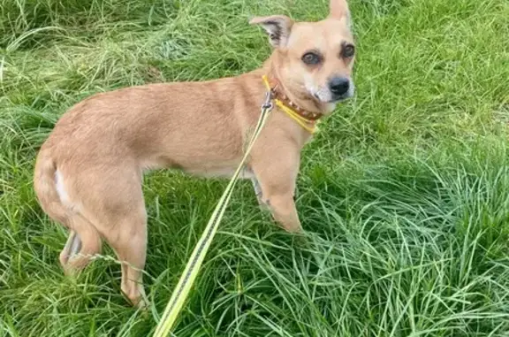 Пропала собака на ул. Маршала Бирюзова