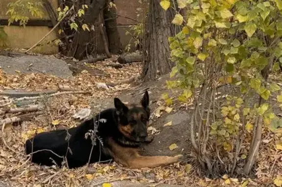 Найдена собака, Саратов, фото: Овчарка найдена: 1-й Сокурский, Саратов