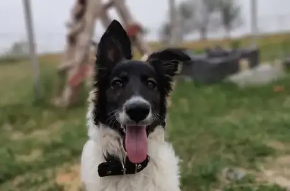 Пропала собака Бим, Первомайское, Крым