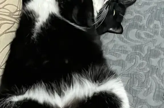 Пропала кошка, Нагорная 9, Новая Усмань