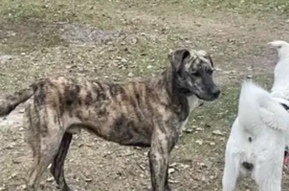 Найдена собака, Красноярск, фото: Найдена собака, Красноярск, Красноярский край