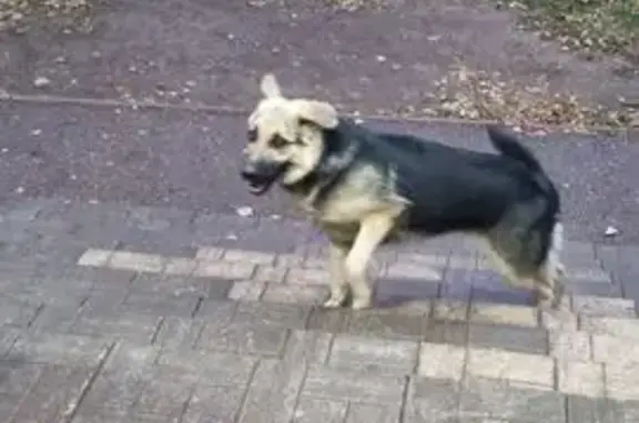 Пропала собака, Социалистическая 14