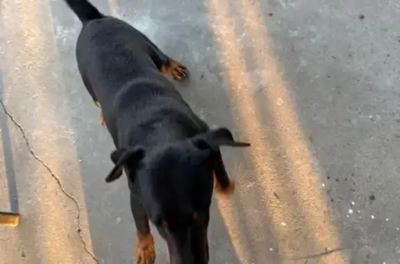 Найдена собака, Брянская область, фото: Найдена собака, Палужье, Брянская обл.