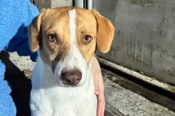 Найдена собака: Джаныбековская ул., Волгоград