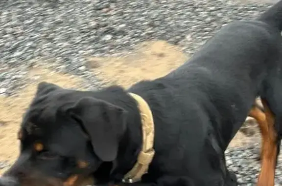 Пропала собака, Талажское ш., Архангельск