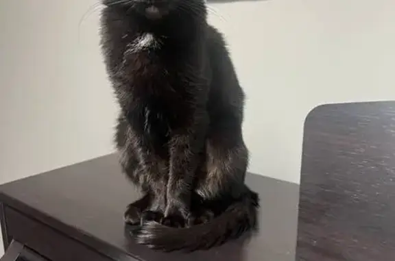 Кошки потеряшки, , фото: Потеряшка кошка, Первомайское - Елизарово