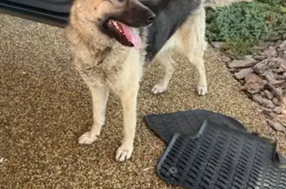 Найдена собака, , фото: Овчарка найдена: Советская ул., 67