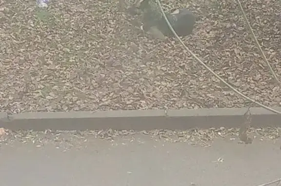 Овчарка найдена на Московской, 8, Красноярск