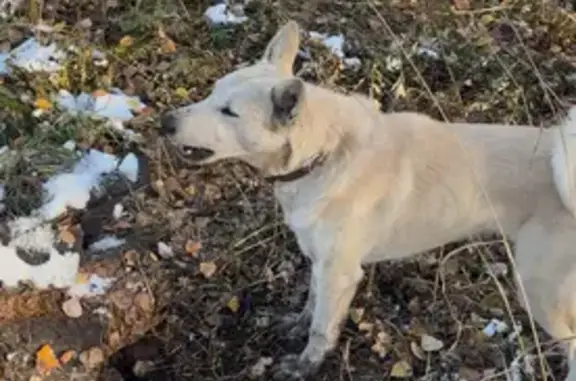 Собака найдена: ул. Высоцкого, 7 с6, Томск