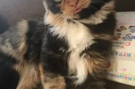 Пропала кошка, ул. 2-я Линия, 15, Косулино
