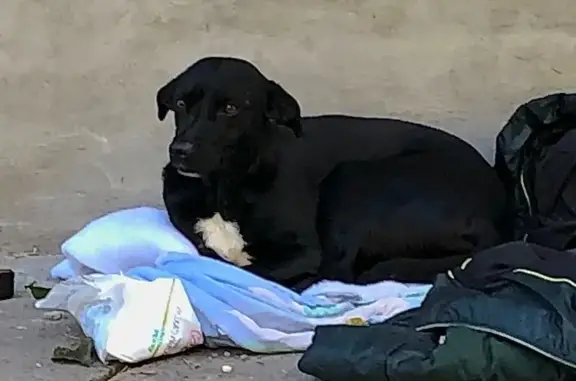 Найдена собака, ул. Мусоргского, 40, Тюмень