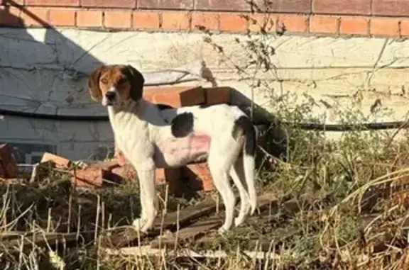 Найдена собака, Ростовская область, фото: Собака найдена в п. Щепкин, нужна помощь!