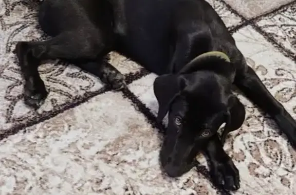 Найдена собака, Новороссийск, фото: Найдена собака, ул. Герцена, 15, Новороссийск