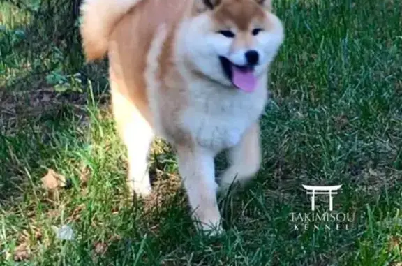 Собаки потеряшки, Малоярославец, фото: Потеряшка собака на Аузина, 6, Малоярославец