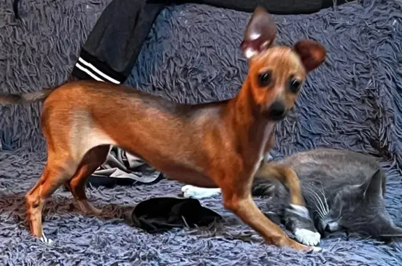 Пропала собака в Троицке, ул. Собаки 4