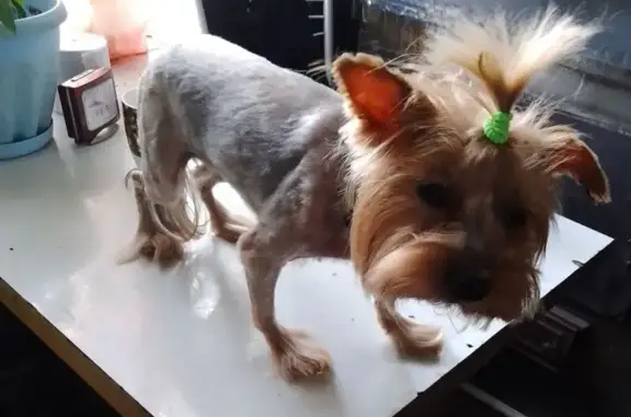 Пропала собака, Свирск, ул. Трудовая